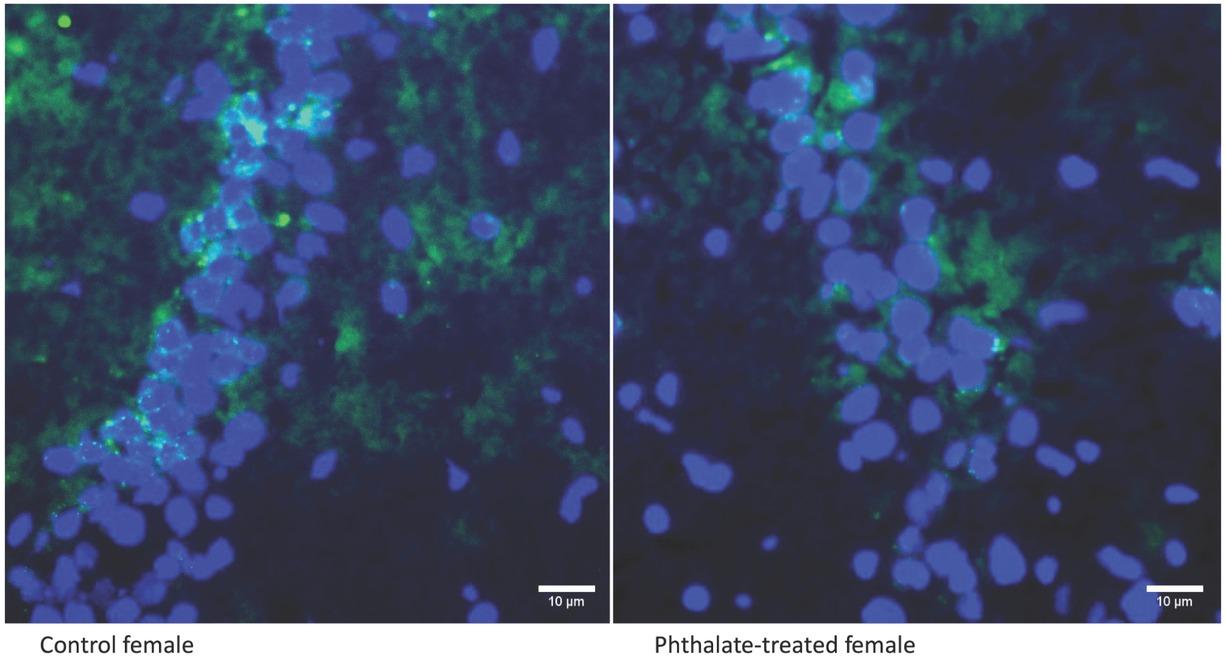 Comparison of representative micrographs of miR-15b-5p positive signals (green) in the hippocampal cornus ammonis 2 (CA2) region between a control and a phthalate-treated female rat