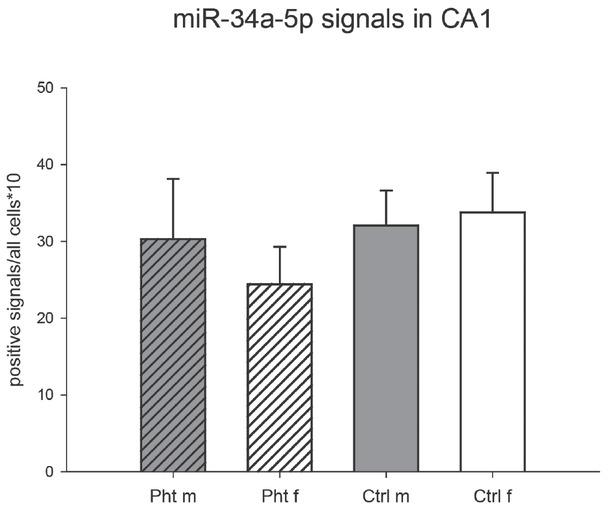 Relative number of miR-34a-5p-positive neurons in the hippocampal cornus ammonis 1 (CA1) region of control male rats (Ctrl m; n=4), control female rats (Ctrl f; n=8), phthalate-treated male rats (Pht m; n=4), and phthalate-treated female rats (Pht f; n=7)