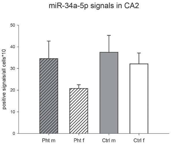 Relative number of miR-34a-5p-positive neurons in the hippocampal cornus ammonis 2 (CA2) region of control male rats (Ctrl m; n=4), control female rats (Ctrl f; n=8), phthalate-treated male rats (Pht m; n=4), and phthalate-treated female rats (Pht f; n=7)