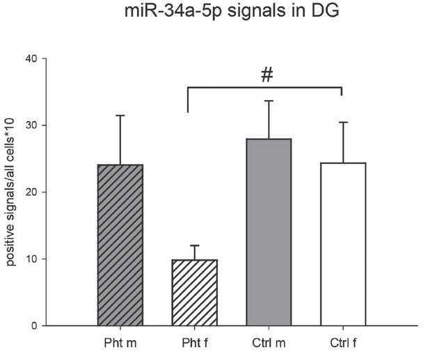 Relative number of miR-34a-5p-positive neurons in the dentate gyrus (DG) of control male rats (Ctrl m; n=4), control female rats (Ctrl f; n=8), phthalate-treated male rats (Pht m; n=4), and phthalate-treated female rats (Pht f; n=7). # p<0.05 for the Ctrl f and Pht f comparison (unpaired Student’s t-test: t=-2.476, p=0.028)
