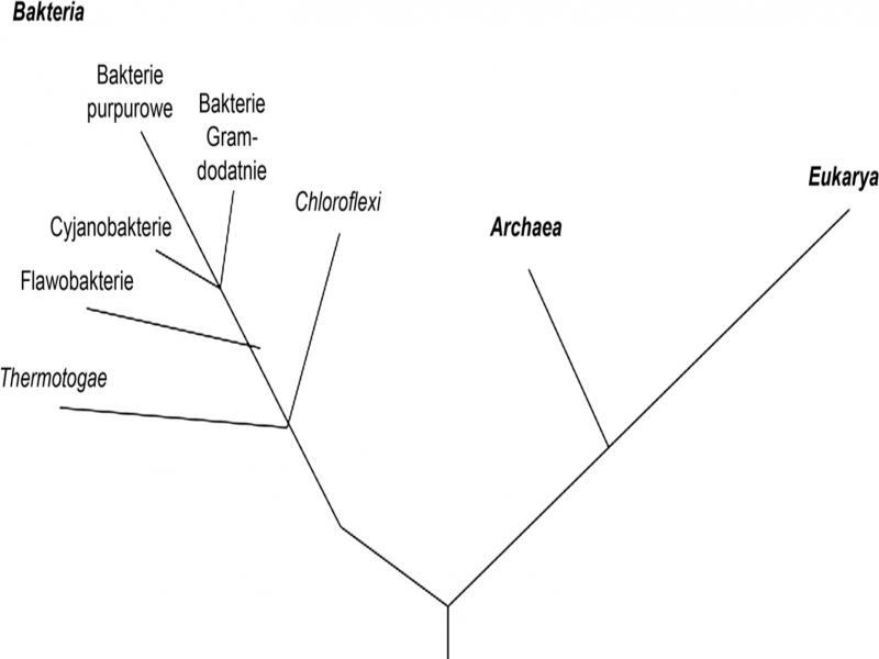 Drzewo filogenetyczne trzech domen: Bacteria, Archeae, Eukarya