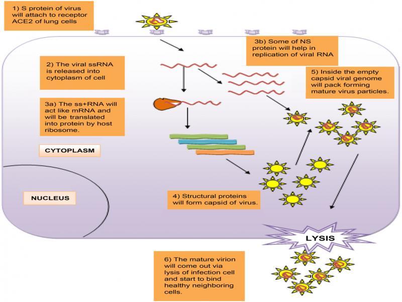 General mode of replication of SARS-CoV. Starting with the attachment of viral S protein, present on the envelope, with ACE-2 receptor on lung cells the viral RNA is released inside the cytoplasm through membrane fusion. Once inside the cell +ssRNA act as mRNA and the host ribosome will start making viral proteins (2 polyproteins and structural protein) which help viral genomic replication and capsid formation, after which packaging of viral RNA inside a capsid occurs. Once the virion particles are mature they are released through lysis or exocytosis.