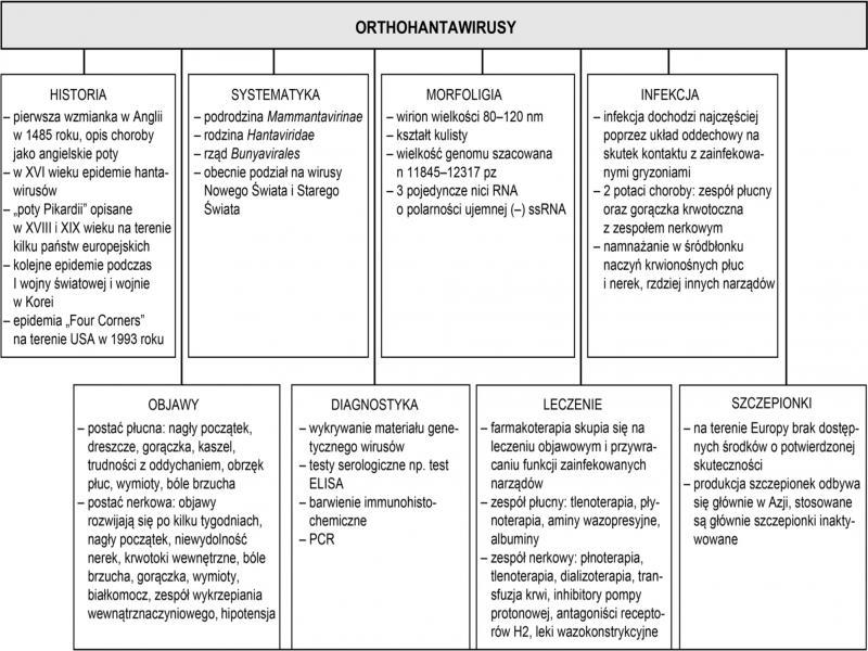 Najważniejsze informacje dotyczące hantawirusów