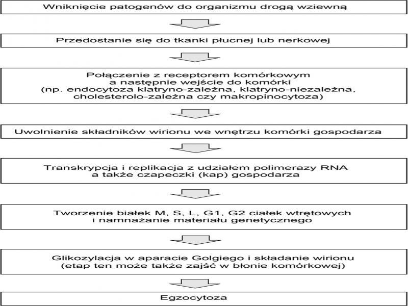Cykl replikacyjny hantawirusów