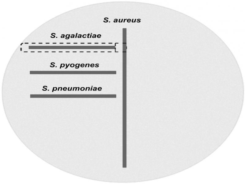 Schematyczne przedstawienie testu CAMPPrzedstawiono wynik dodatni (S. agalactiae) i wyniki ujemne (S. pyogenes oraz S. pneumoniae).