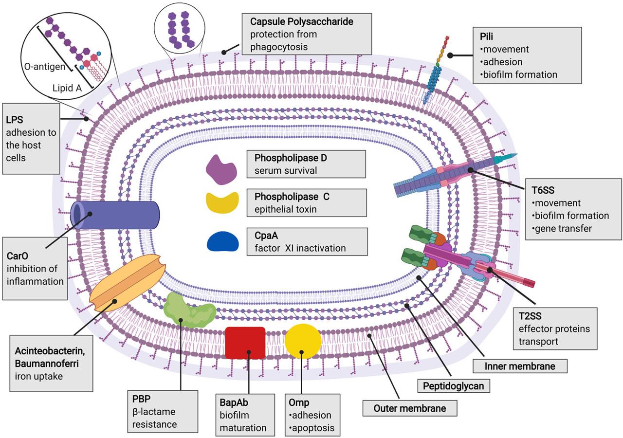 Virulence factors of Acinetobacter baumannii and their role in pathogenesis.