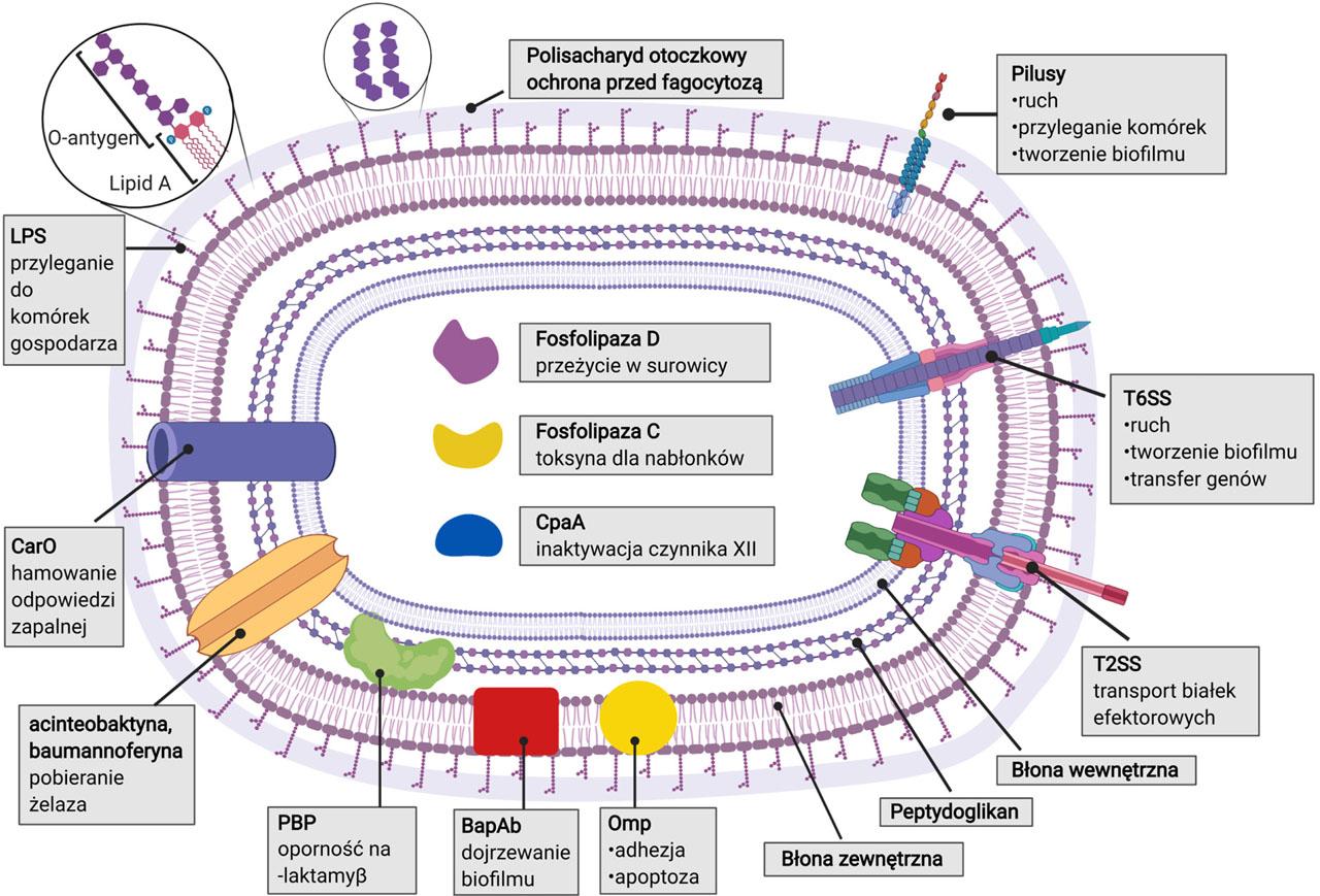 Czynniki wirulencji Acinetobacter baumannii oraz ich znaczenie w procesie patogenezy