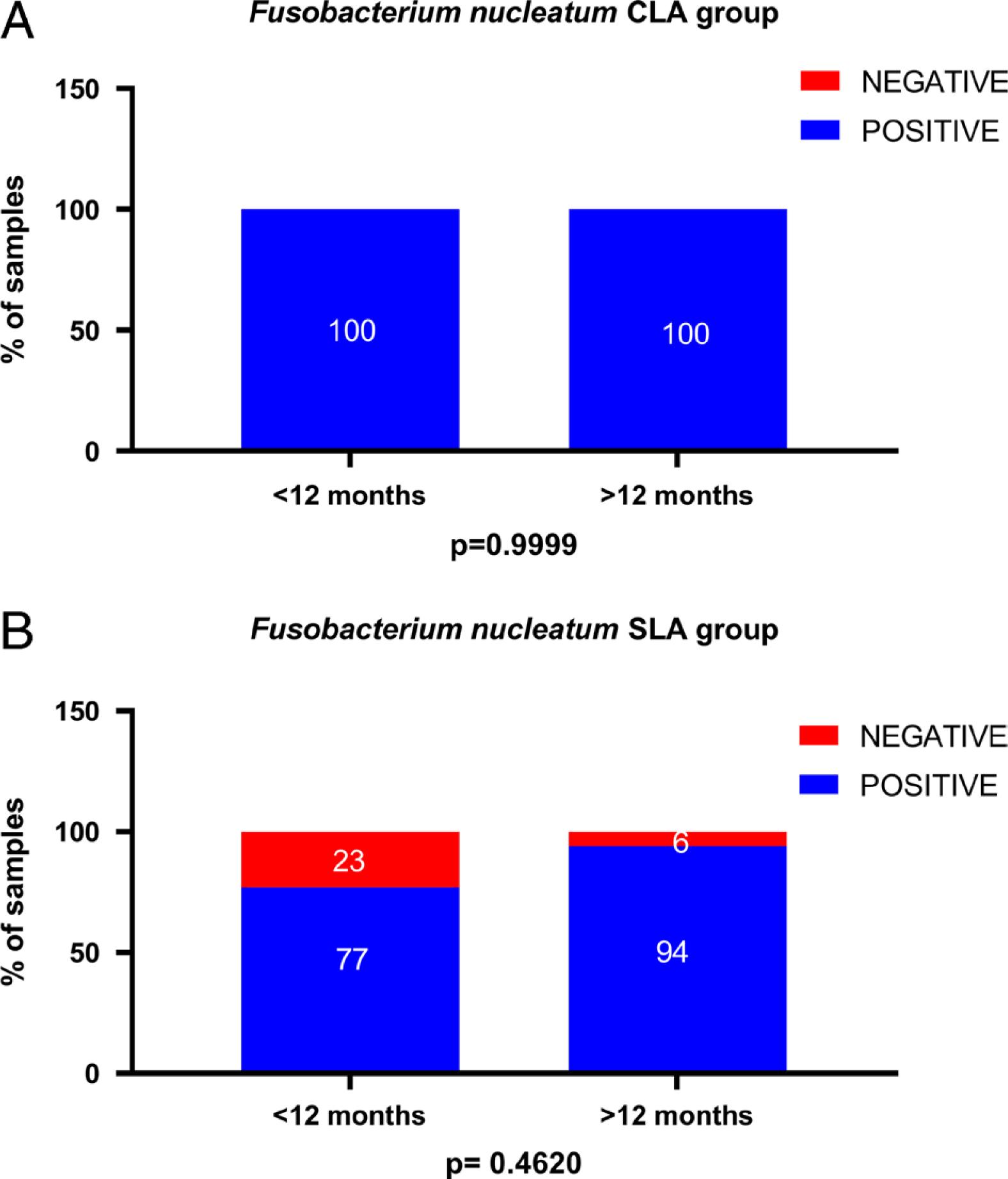 F. nucleatum is present in 100% of CLA samples before and after 12 months of treatment and is higher in the SLA group after 12 months.