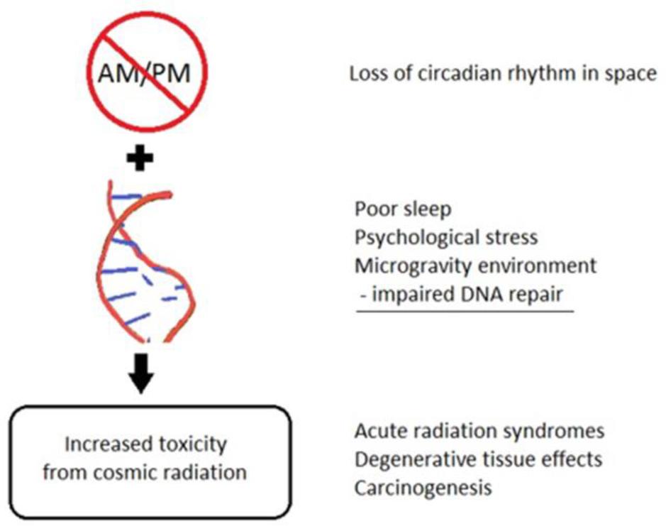 Potential synergistic effect of loss of circadian rhythm with environmental factors resulting in increased toxicity from cosmic radiation.