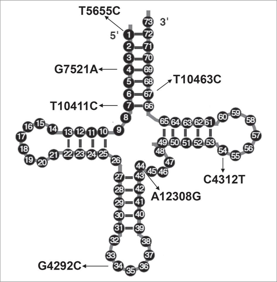 Mitochondrial tRNA mutations with standard nt numbering, arrows indicate the locations of mt-tRNA variants.