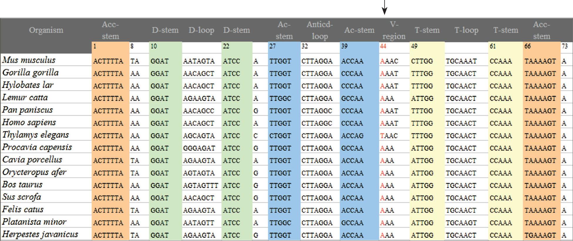 Phylogenetic conservation analysis of the A12308G variant (the arrow shows position 44 that corresponds to the A12308G variant).
