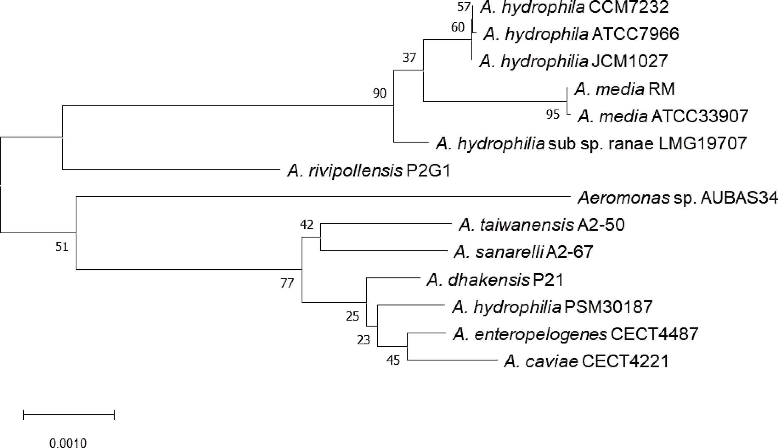 Phylogenic analysis of the isolated strain Aeromonas sp. AUBAS34 along with its neighbours with a bootstrap value of 1000Abbildung 1. Phylogene Analyse des isolierten Stammes Aeromonas sp. AUBAS34 zusammen mit seinen Nachbarn mit einem Bootstrap-Wert von 1000