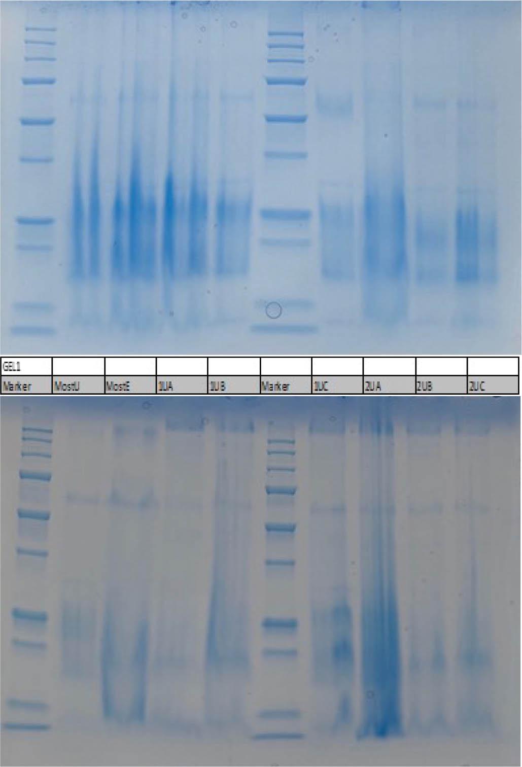 Darstellung des Gels 1: Tag 1 (Abbildung oben) und Tag 14 (Abbildung unten)Marker Precision Plus ProteinTm Standard, Bio-Rad Nr. 161-0363 (10, 15, 20, 25, 37, 50, 75, 100, 150, 250kD)Figure 7. Illustration of gel 1: day 1 (figure above) and day 14 (figure below)