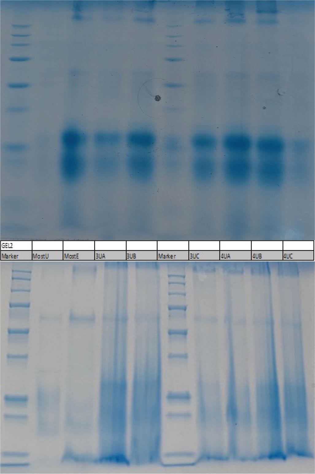 Darstellung des Gels 2: Tag 1 (Abbildung oben) und Tag 14 (Abbildung unten)Figure 8. Illustration of gel 2: day 1 (figure above) and day 14 (figure below)