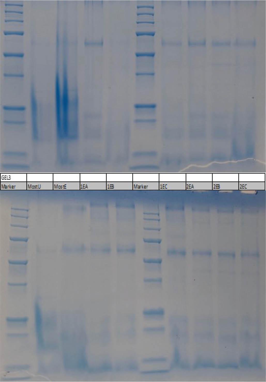 Darstellung des Gels 3: Tag 1 (Abbildung oben) und Tag 14 (Abbildung unten)Figure 9. Illustration of gel 3: day 1 (figure above) and day 14 (figure below)
