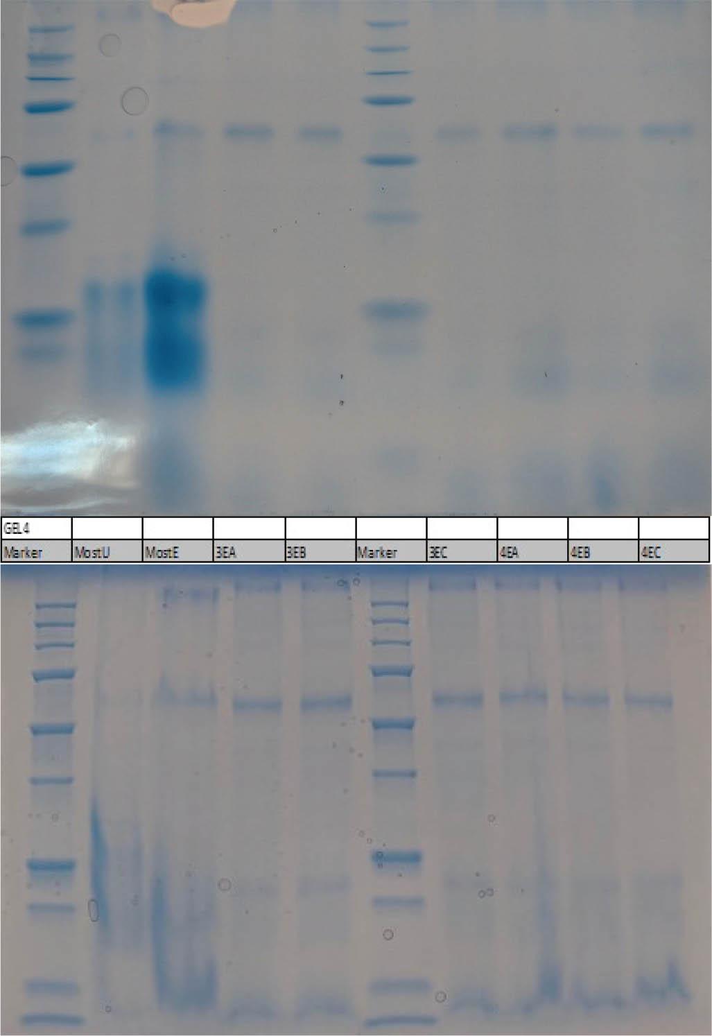 Darstellung des Gels 4: Tag 1 (Abbildung oben) und Tag 14 (Abbildung unten)Figure 10. Illustration of gel 4: day 1 (figure above) and day 14 (figure below)