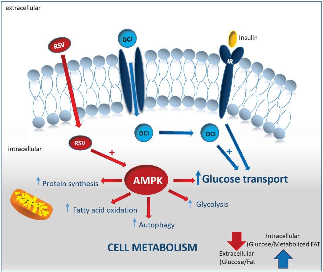 The proposed synergetic mechanism of a nutraceutical association- Inositols/Resveratrol.