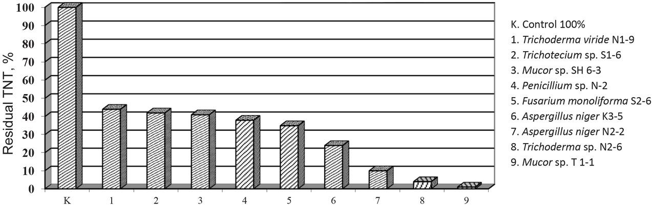 Strains potential to transform TNT.