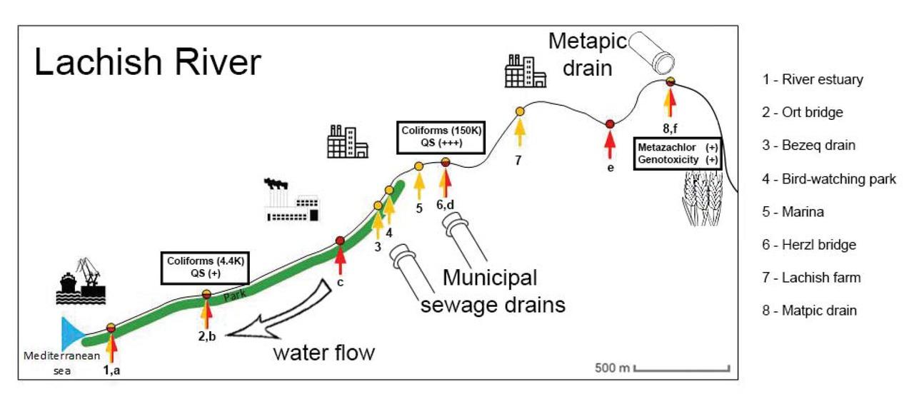A schematic map of the Lachish River. Letters describe the sites tested using whole cell biosensor, sites numbered were tested using conventional methods. It should be noted that both teams (Ashdod-Yavne cities association for environmental quality control and Ben Gurion University) did not coordinate testing site collections because these collection events were made without each other’s knowledge. However, it became obvious that pooling our data together would be a helpful endeavor. At Site 8,f the bioluminescence whole cell based sensor indicated a genotoxic influence, conventional methods revealed the presence of Metazachlor, that is suspected for being genotoxic; site 6,d high concentrations of coliforms were found, findings from the biosensor suggested the presence of quorum sensing molecules; with the decrease in coliform concentration towards site 2,b and farther at site 1,a, the indication for quorum sensing molecules, by the bioluminescence bacteria biosensor, decreased.
