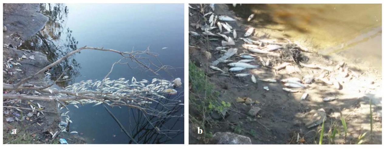 Pictures taken from the Lachish River, on October 13th, 2017. 4a: Dead fish in collection point c, 4b: Dead fish under Herzl Bridge, Collection Point f/8. (T. Axelrod)