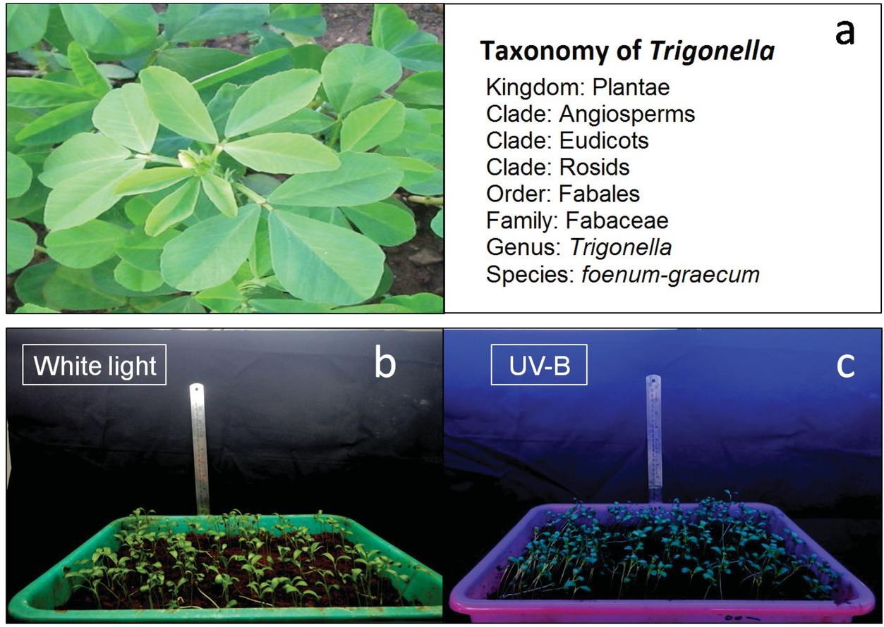 Experimental plant and UV-B light exposure: a. Trigonella plants; b. Plants under white light; c. Plants under UV-B light.