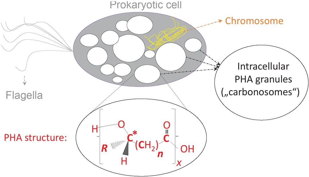 General chemical structure of PHA biopolyesters. Upper part: scheme of a prokaryotic cell harboring PHA granules (“carbonosomes”). R: side chain of monomers; n: number of methylene groups in backbone of monomers; x: degree of polymerization; *: chiral carbon atom in most PHA building blocks.