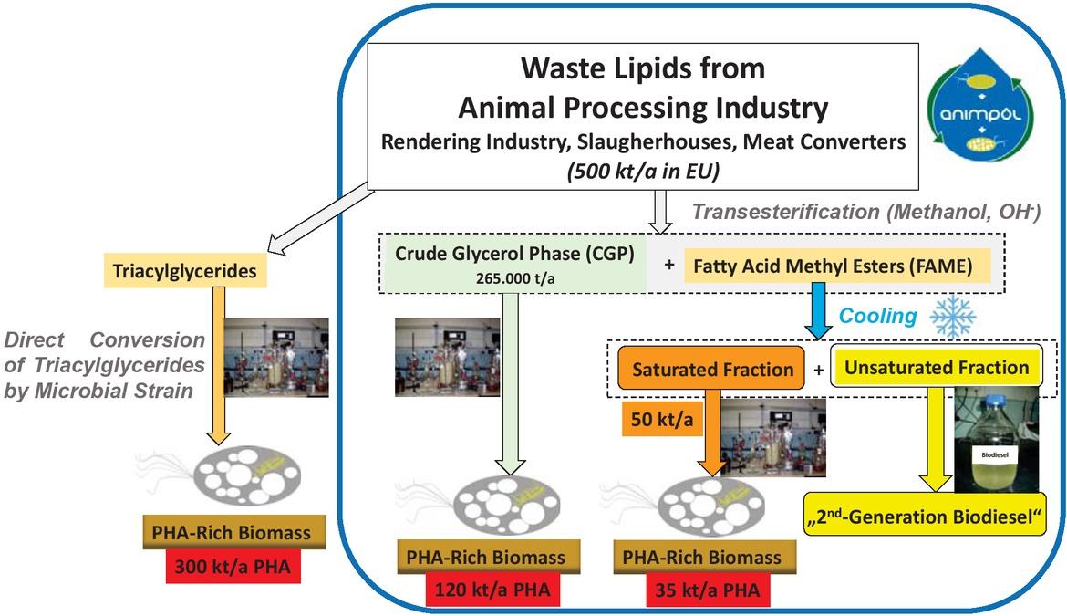 Theoretically accessible quantities of PHA starting from lipid waste of the European animal-processing industry.