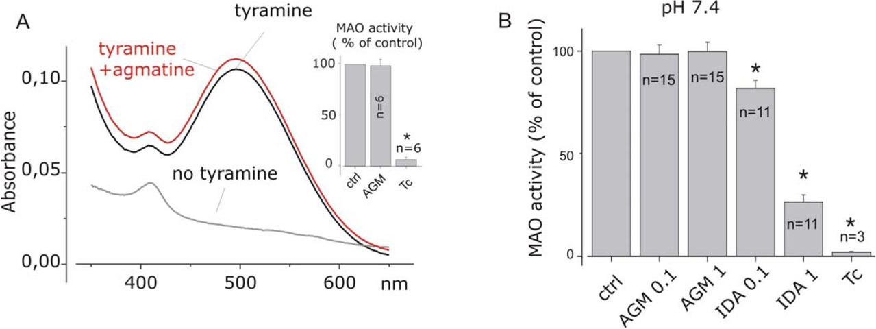 Agmatine does not inhibit liver MAO activity. A) Representative experiment showing the absorption spectra without (gray trace) and in presence of tyramine (black trace) or following co-application of 1mM of agmatine (red trace). MAO activity was monitored using the peroxidase-coupling assay (750 μM , pH 7.4 and 30 min). Inset: bar plot showing the mean result of six experiments with tyramine in presence of either 1 mM agmatine (AGM), or the MAO 10 μM of MAO inhibitor tranylcypromine (Tc). AGM and Tc data are normalized with respect to control conditions. Normalization was also applied to SE using error propagation. B) Bar plot showing the mean effects of agmatine (0.1 and 1 mM), idazoxan (0.1 and 1 mM), and tranylcipromine (3 μM) on MAO activity, determined with kinuramine-based assay (see Methods). The asterisk indicates the significant difference with respect to control (p< 0.05).