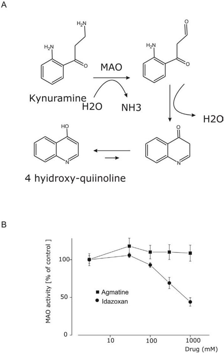 A) Kynuramine-based assay scheme. Deamination of kynuramine catalyzed by MAO providing an aldehyde, followed by non-enzymatic condensation to 4-hydroxyquinoline. B) Dose- dependence inhibition of MAO at various concentration of agmatine (squares, range 0.003 -1 mM, n=3) and Idazoxan (circles, range 0.003 -1 mM, n=3).