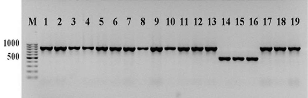 PCR amplification results with tF/ tR SCAR marker. Lines: 1,2 - LA3134, 3,4 - LA2529, 5,6,7 - LA2374, 8, 9,10- LA3899, 11,12,13 - LA4062, 14,15,16 - LA3183, 17,18,19 - LA348.