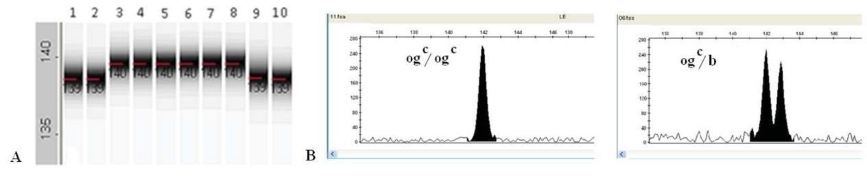 PCR amplification results with OgcF/ OgcR SCAR marker. А - Polyacrylamide gel. Lines: 1-2, 9-10 – with Ogc allele, B - fragment analysis on an automatic sequencer: homo- and heterozygous samples.