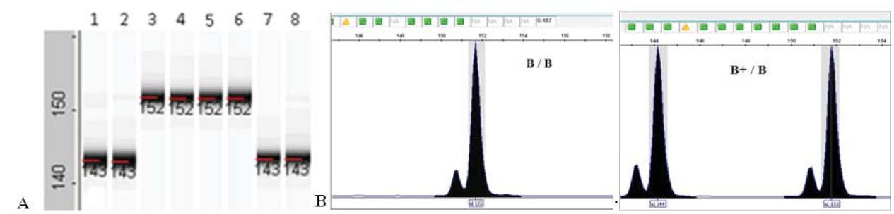 PCR amplification results with BpromF/BpromR SCAR marker. А - Polyacrylamide gel. Lines: 1-2, 7-8 – with b allele, 3-4, 5-6 – with B allele B – fragment analysis on an automatic sequencer: homo- and heterozygous samples.