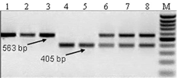 PCR amplification results with the SCAR marker RinF1/ RinwR1/RinmR2. Lines: 1-3 – L154, 4,5 – Mо 577 (rin), 6 -8 –F1 hybrid (L154 х Мо 577).