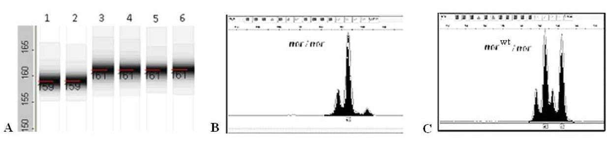 Results of PCR amplification of DNA tomato forms with NorF/ NorR SCAR marker: 1, 2 –Mo 948 (nor), 3, 4 – Мо 950 (norA), 5, 6 – Line 19/1 (norwt ) (А); Results of fragment analysis of plants F2: homozygous plant (nor/nor) (B) and heterozygous plant (nor/norwt) (C).