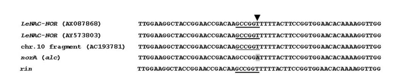 A fragment of the DNA-sequence of the second exon of the LeNAC-NOR gene in the norA mutant and the wild allele. The arrow shows the position of the point mutation in the norA allele.t (nor/norwt) (C).
