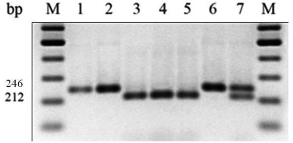 Restriction products of the CAPS marker (dAlc-BspMII) used for norA allele identification. Lines:1 – La 0059 (norwt), 2 – Mo 948 (nor), 3 –Mo 950 (norA), 4 – La2529 (norA), 5 – La3134 (norA), 6 –Mo 577 (rin), 7 – F1norA/norwt.