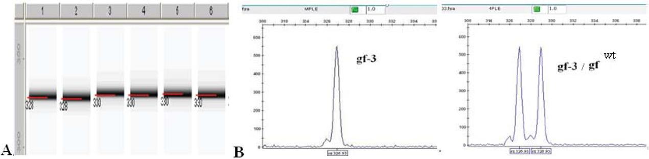 The results of DNA amplification of tomato genotypes with the gf-3F/gf-3R marker: А. Polyacrylamide gel. Lines: 1, 2 – Black Prince (gf-3), 3, 4 – Black cherry, 5, 6 – Noire charbonneuse; B. Fragment analysis on an automatic sequencer: homo- and heterozygous samples.