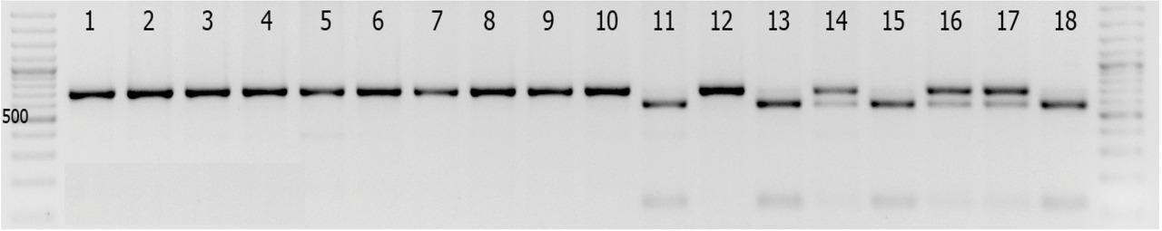 The results of DNA amplification of tomato in F3 population genotypes with hp-2dg F/hp-2dg R and subsequent restriction by AclI. № 1-10, 12 – homozygous hp-2dg form, No. 14, 16, 17 – heterozygous form, No. 11, 13, 18 – samples with wild allele.