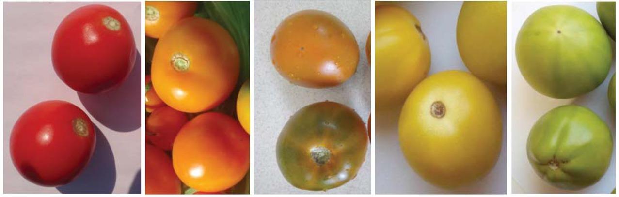 Forms of tomato with various structural and regulatory genes: ogc/hp2dg, B/hp2dg, B/gf-3, B/hp2dg/nor, ogc/gf-3/rin.