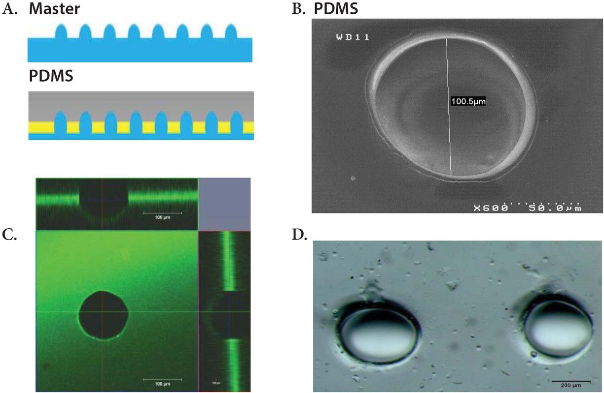 Mould design and fabrication. A. The Master mould was obtained by dropping a biocompatible resin on a rigid resin support. The PDMS final mould is composed by 200 hemi-spherical structures of ~ 100 μm on the base and ~ 50 um in heights. The pitch between the hemispherical wells is ~ 400 μm. B. Scanning electron microscopy (SEM) of the surface and the hemispheres. C. Confocal microscopy (orthogonal section) of the hemisphere coated with multi PE (15 layers alternating PSS-PAH) incubated with fluorescein. The fluorescein labels PE allowing the thin layer visualization. D. Confocal scanning laser microscopy of the hemispheres.