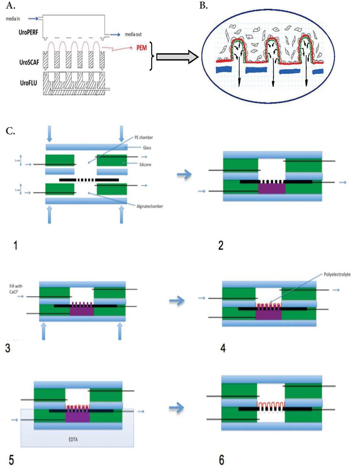 Conceptual view of a device integrating nanostructured free-standing supporting membrane. A. Schematic architecture of finger-like nanostructured scaffolds. The polyelectrolyte membrane (PEM, in red) creates acinar/ductal free standing and porous 3D structures that enclose the top of the microfluidic culture chamber to control the microenvironment for the cells. B. Close-up of the porous nanostructured membrane. Epithelial cells (EC, in green) are on the inside of the polyelectrolyte membrane. Cancerous cells are spiked from the outside of the polyelectrolyte membrane. Arrows indicate the secretions produced by EC. C. Schematic process of finger-like PE fabrication with sacrificial core (in purple).