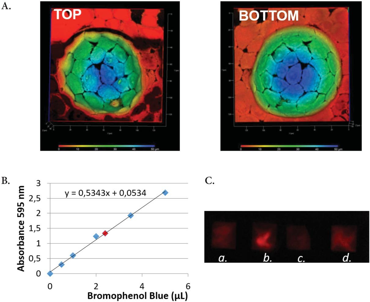 Hemisphere-shaped PE scaffolds. A. RWPE-1 cells cultured for 5 days on a PE coated mould. A deep color elaboration of the 3D acquisition shows the cellular distribution on the coated hemisphere (Red 0 μm- blue 50 μm). B. Calibration curve to determine the volume of secretion. C. Elispot detection of secretions from WPE1-int cells w/o DHT (a); WPE1-int w/DHT (b); RPTEC cells (negative control) (c) and 3 ng pure PSA (positive control) (d).