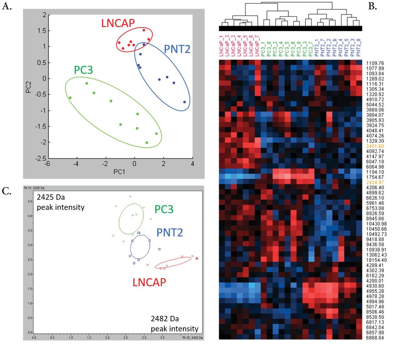 MALDI profiling statistical analysis of 3 cell lines supernatant. A. Principal Component Analysis of PC3, LNCaP and PNT2 spectra. B. Unsupervised hierarchical clustering of PC3, LNCaP and PNT2 spectra. Peaks used for 2D peak distribution are highlighted in orange. C. 2D peak distribution, plotting the intensities of peaks 2425 Da and 2482 Da across PC3, LNCaP and PNT2 spectra.