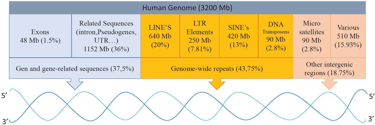 Overview of the human genome. Gene and gene-related sequences cover 37.5% of the human genome, while genome-wide repeats constitute 43.75%. The remaining 18.75% are intergenic regions.