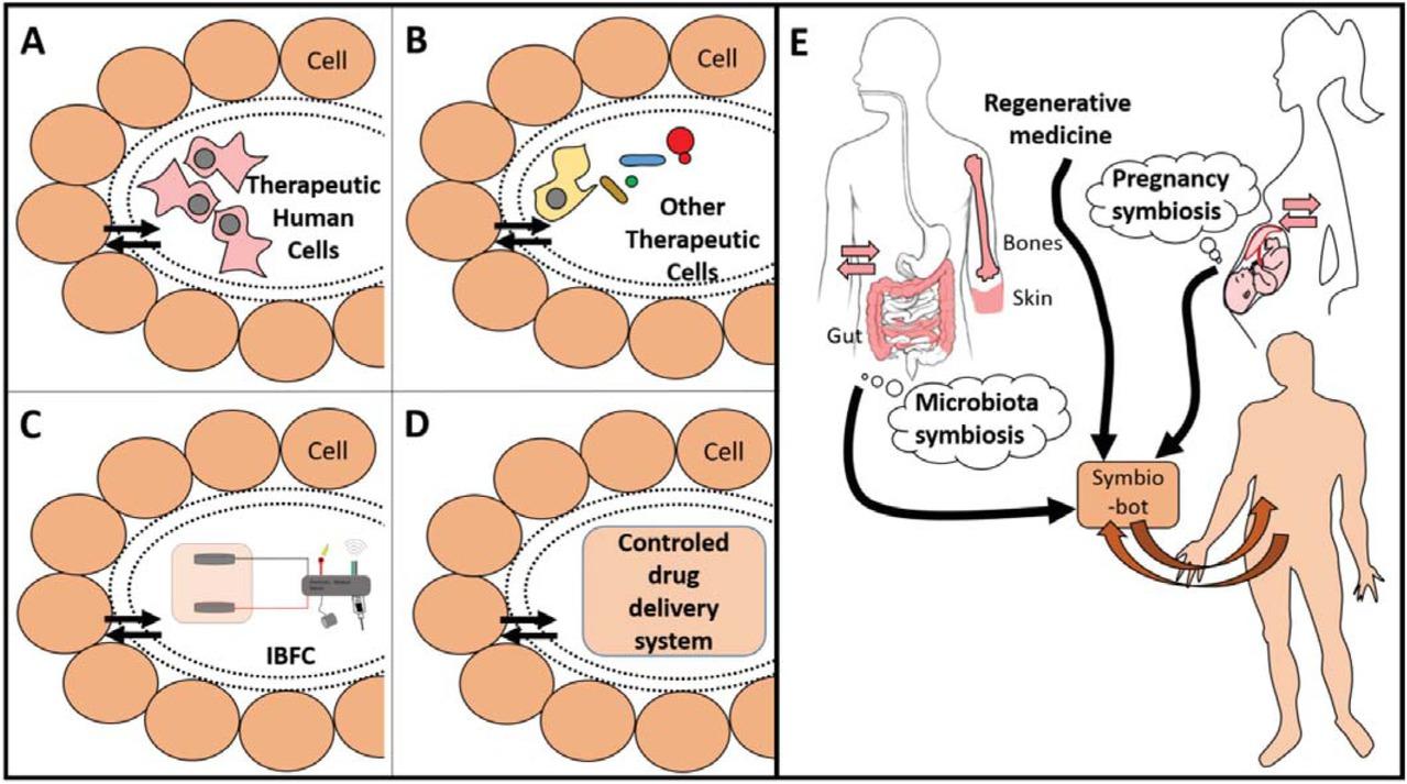 Examples of symbio-bots (A–D) that can be created in a bioinspired way (E). Each device is separated with a smart porous packaging that allows a duplex communication. Therapeutic cells (A and B) need a porous encapsulation that avoids an immune reaction and allows protection from both sides. They may be human cells, as MSC or specialized cells such as β-cell from Langherans islets (A), or other eukaryotic or prokaryotic cells (B). Panel C shows an IBFC linked to an electronic medical device. Panel D shows a generic device delivering a therapeutic molecule. Panel E: Existing symbiosis (i.e., microbiota or pregnancy) are a source of bio-inspiration to establish a duplex communication between the body and its implants. Regenerative medicine should embrace this concept of bioinspiration for a better design and integration of implants, especially for future symbio-bots. (reproduced with permission from Alcaraz et al (10)).