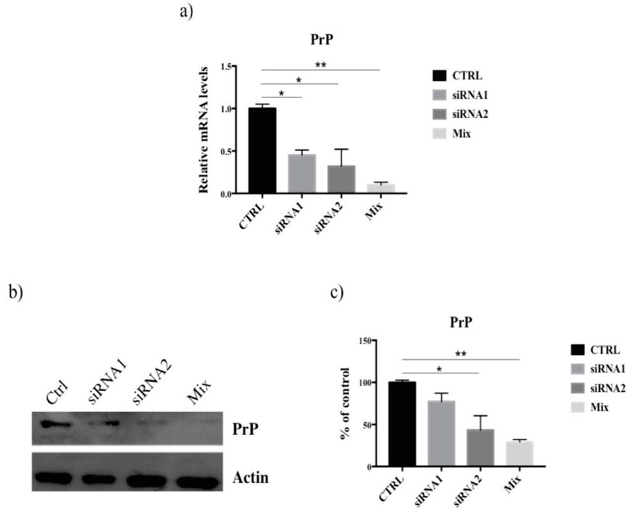 Analysis of the PrP transcript levels. (a) Real Time PCR analysis of the PrP transcript levels was performed in total RNA samples extracted from control (ctrl) e transfected cells at 48h with siRNA s11212 e s11213, administered separately or simultaneously (siRNA mix, control internal: GADPH, experimental replicates n = 3). (b) Western blot analysis of prion protein levels performed on transfected cellular extracts at 48h (internal control: β -actin) (c).