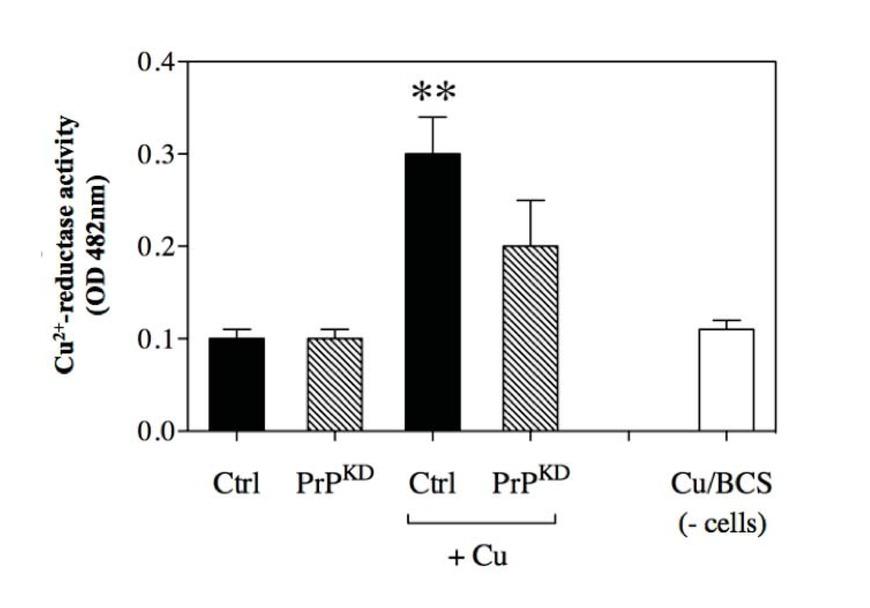Membrane Cu2+-reductase activity in HUVEC Ctrl and knockdown PrPKD. Copper ions accumulation in culture medium has been evaluated via colorimetric assay of the Cu/BCS complex (482 nm). Data are reported as mean ± SE (n=3; **p < 0.01).