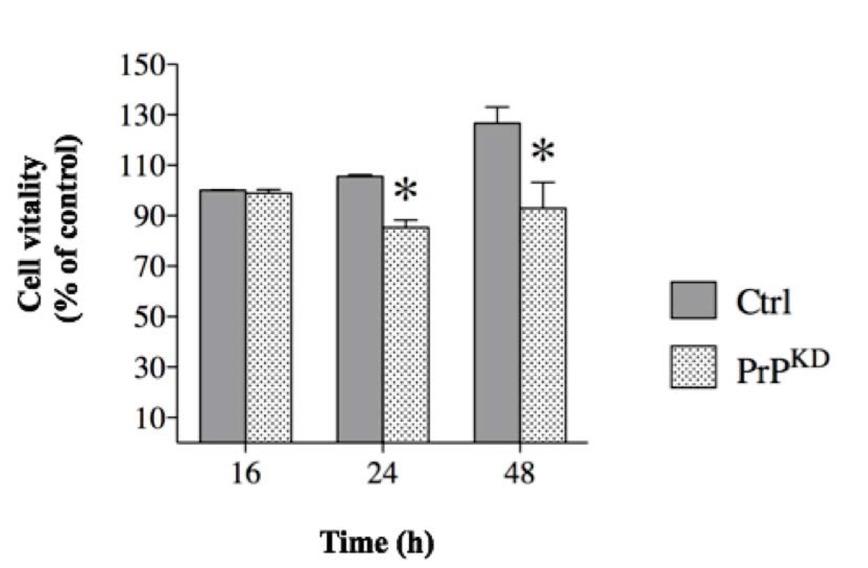 Spheroid-derived cell vitality assay. Cells derived from control (Ctrl) and knockdown (PrPKD) spheroids mechanically detached and counted at the given timepoints have been dyed with Trypan Blue 0,2% in order to discriminate viable cells. The graph shows vitality percentage relative to the number of cultured cells counted in Ctrl spheroids after 16h. (n=3; *p < 0.05).