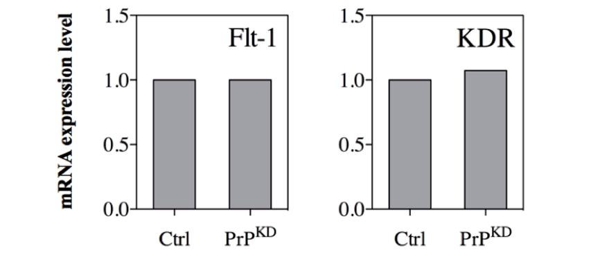Flt-1 and KDR receptors transcript levels in Ctrl and PrPKD cells. Graphs show Flt-1 and KDR receptors transcript levels in HUVEC Ctrl and PrPKD cells. RT-PCR results have been normalized on GADPH transcript levels (n=3).