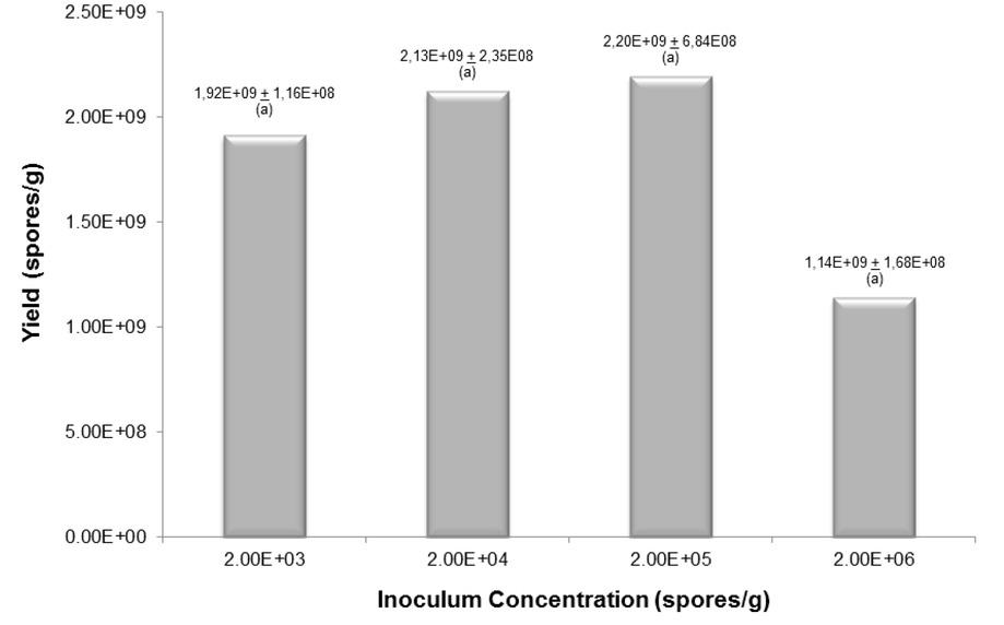 Spore yield of T. asperellum using different inoculum concentrations. Substrate was hydrated at 60 %, sterilized (121 ºC/15 min) and 3% w/w salt content (NP/NK) . Treatments with the same letter indicate no significant differences.